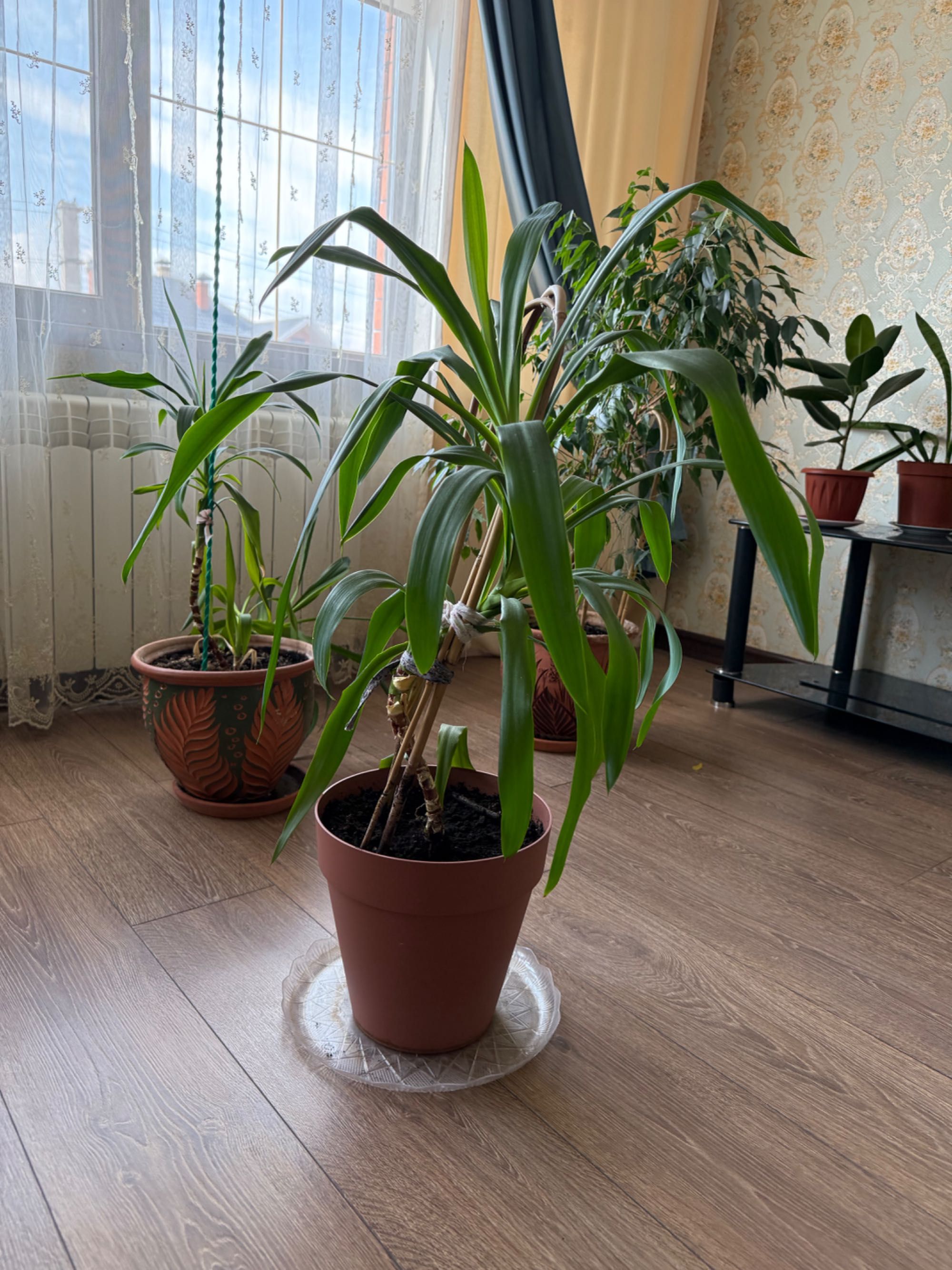 Комнатные цветы: юкка, диффенбахия, фикус