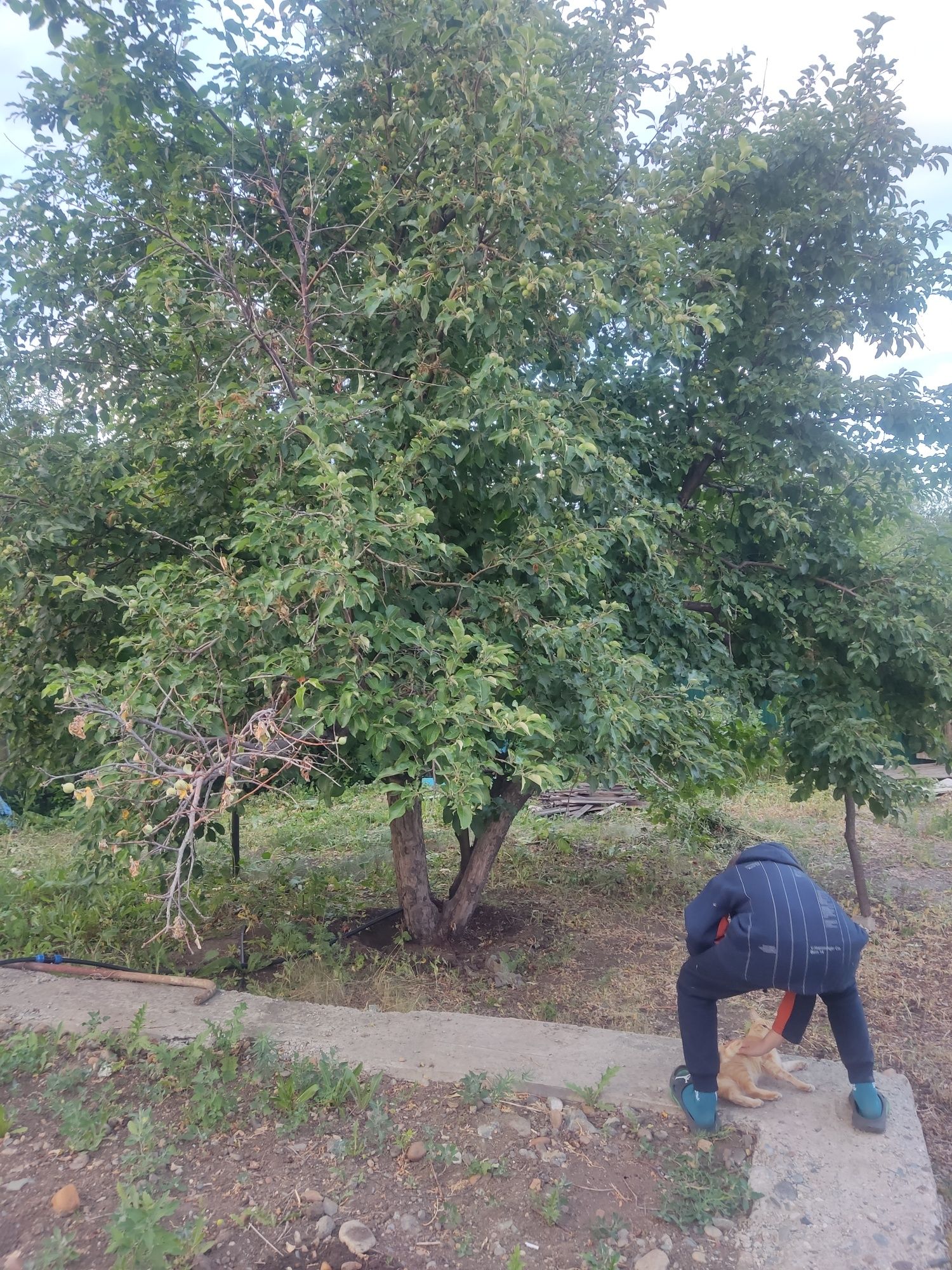 Продам дом-дача на аблакетке