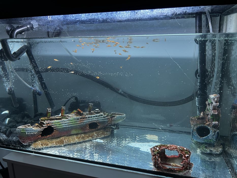 Acvariu,pesti,pompa exigen,pompa recirculare si filtare apa