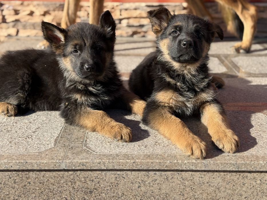 Продам чистокровных немецких щенков