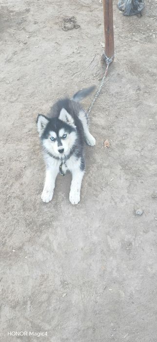 Xaski chisti toza zotli 2 oylik