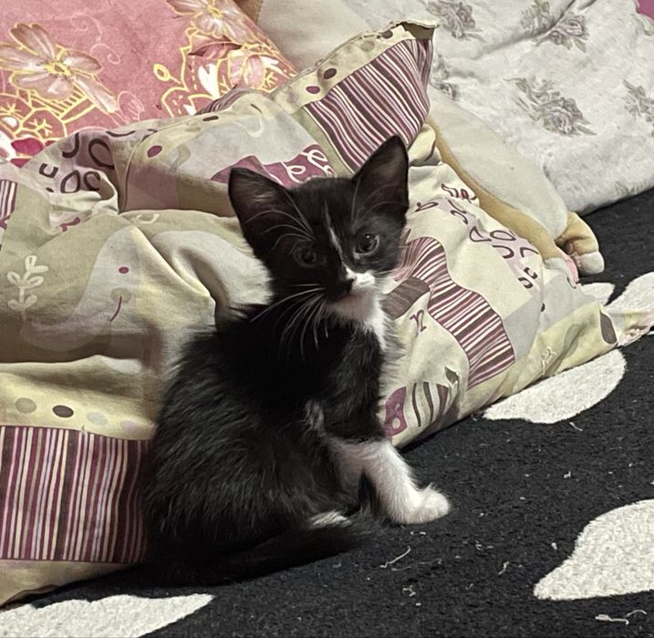 Donez 3 pui de pisicute