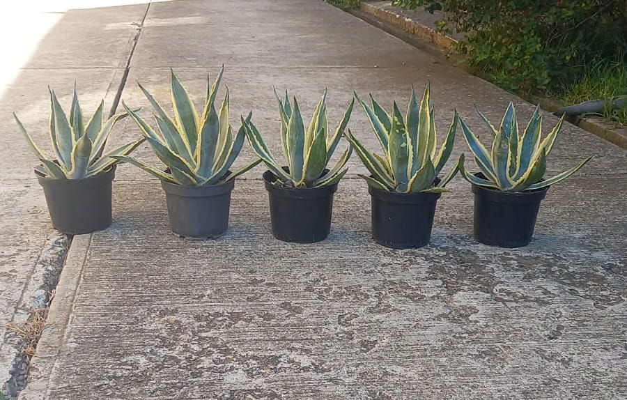 Floare agavă tip aloe, cactus