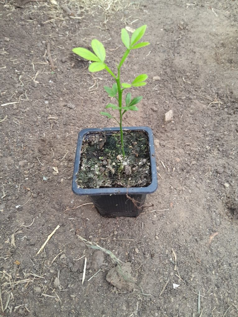 Lamai de gradina ( Poncirius Trifoliata)