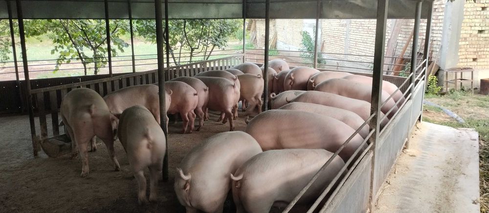 Продавам угоени прасета