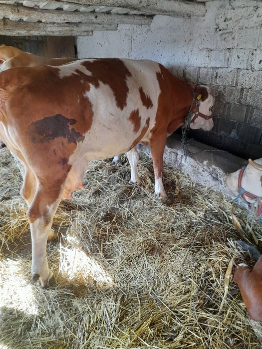 Vaca de vanzare.
