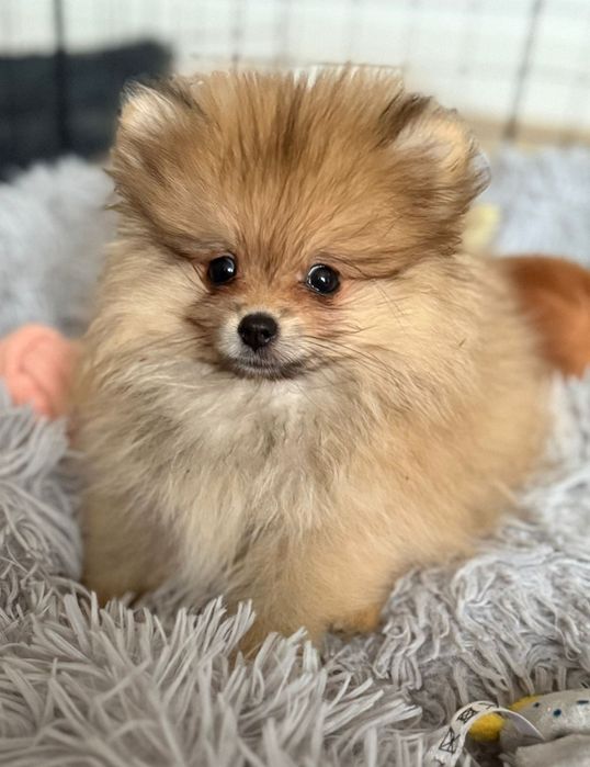 Pomeranian, pedigree FCI