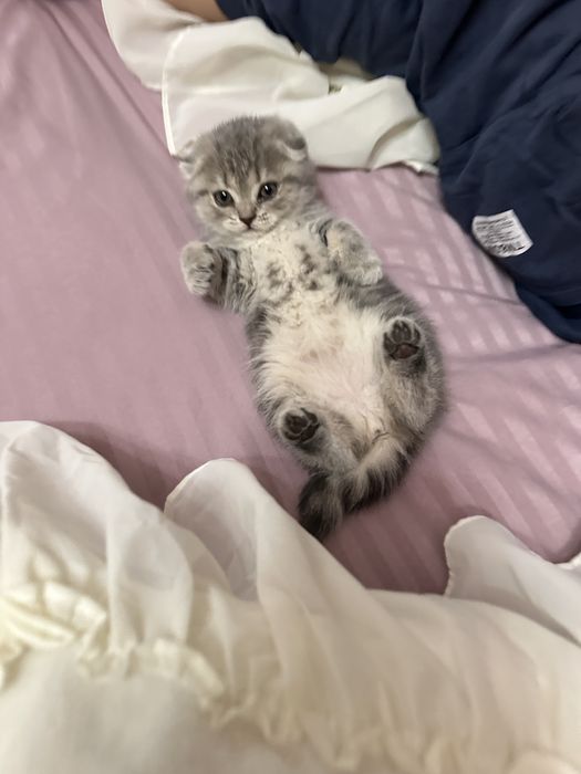 Котёнок породистый