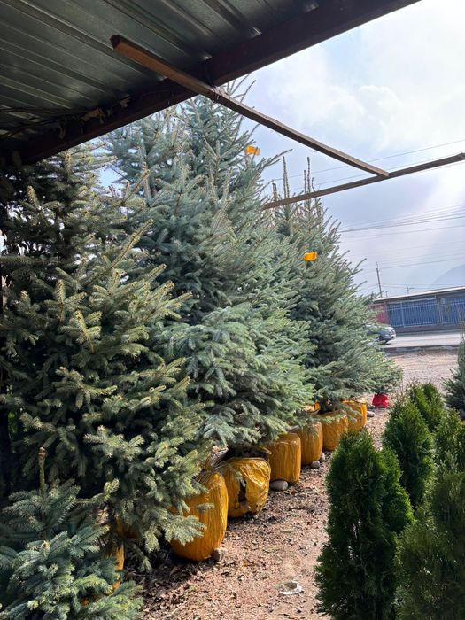 Ель голубая высота 3-4м от питомника доставка и посадка звоните