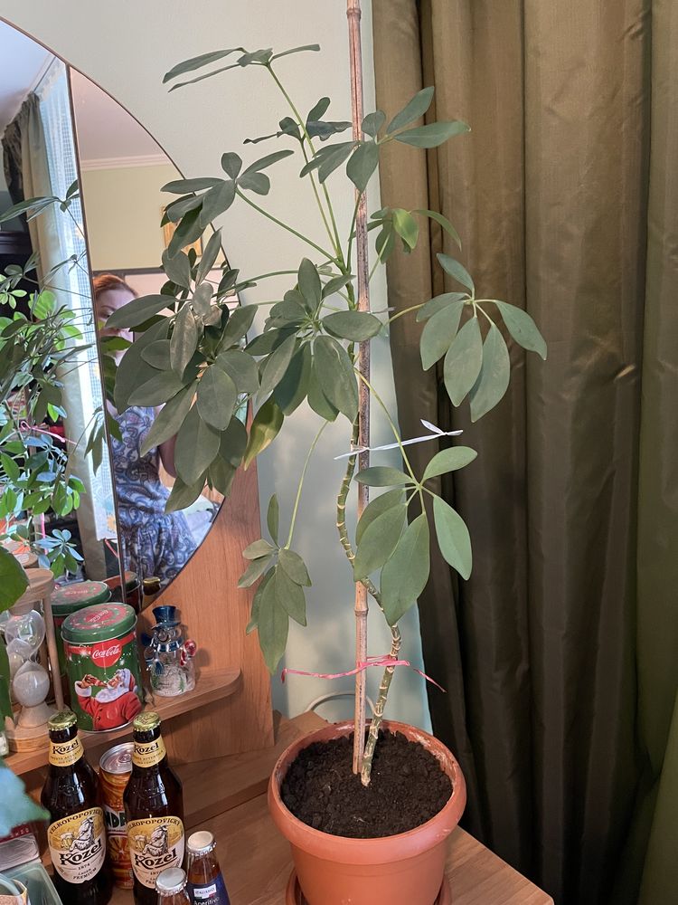Schefflera arboricola Arborele umbrela, plata apartament ornamentala
