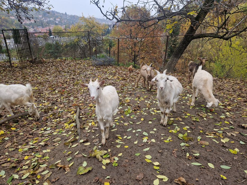Căprițe tinere de vanzare