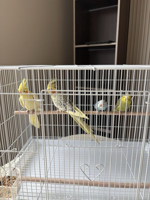 Тотықұс (попугай)