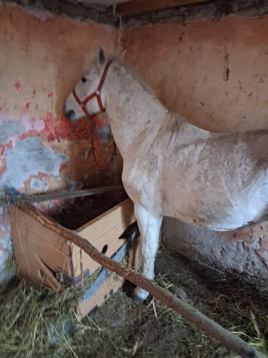 Vând armăsar 8 9 ani