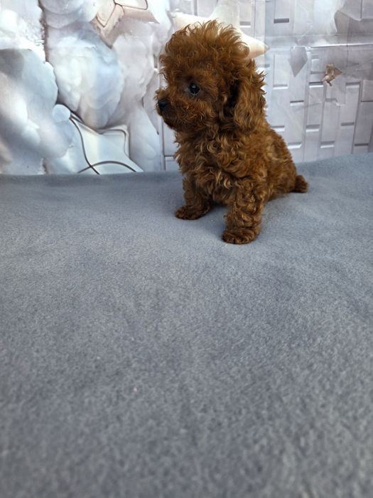 Резервирано!Пудел тийкъп Момиче/Teacup poodle/ с документ за произход