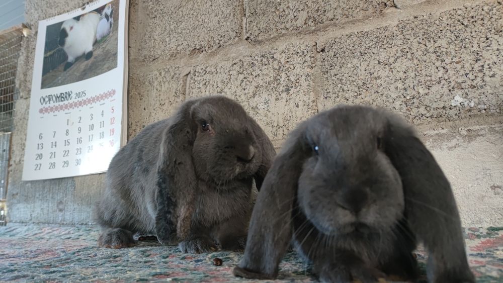 Berbec german rasă mare