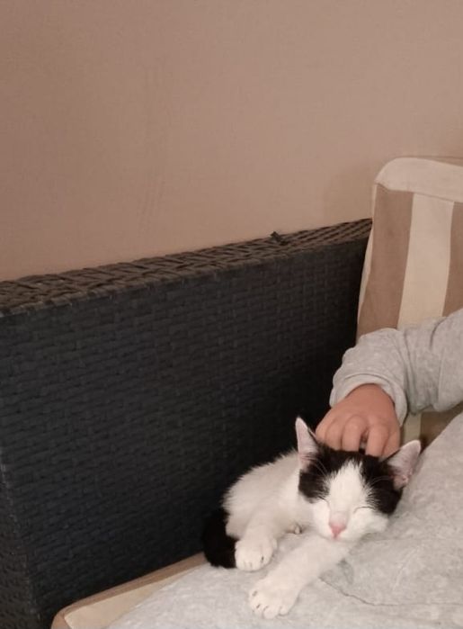 Отдам срочно!!! котенка МАЛЬЧИК 5 МЕСЯЦЕВ.