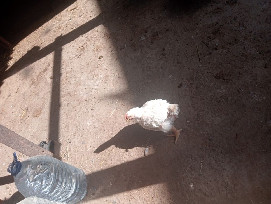 Broler sotiladi oladiganlar