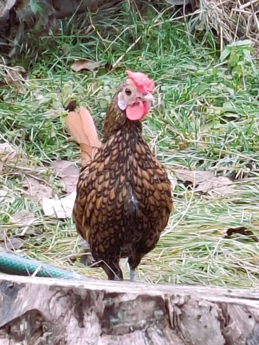 De vânzare cocoșei rasa Sebright și Mii de Fiori/Găini de Porțelan.