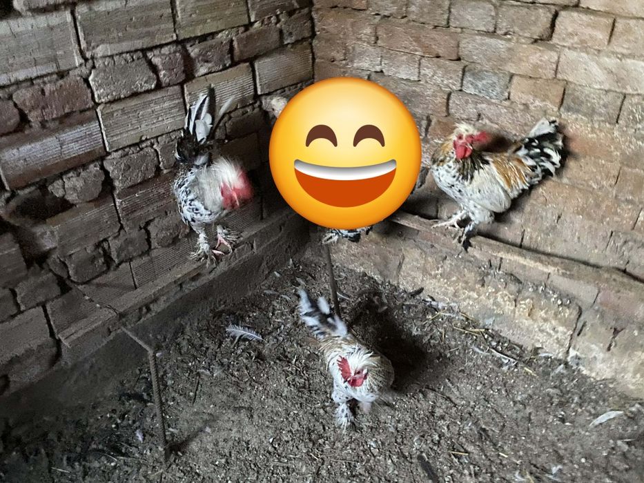 В ОБЛАСТ РАЗГРАД - Млади петли (Излюпени в началото на юли ! )