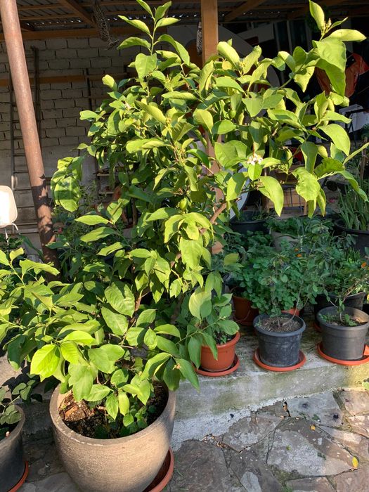 vand lamai de 5 ani inflorit si cu multe fructe