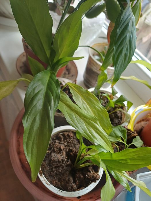 Отдам отростки цветка женское счастье