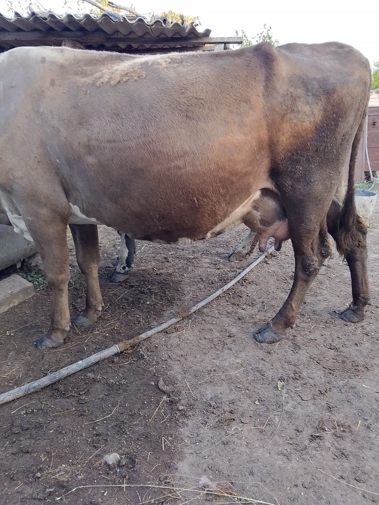 Продам дойнную корову