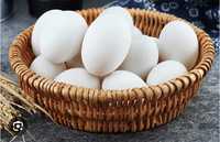 Яйца гусиные инкубационные,қаздың жұмыртқасы