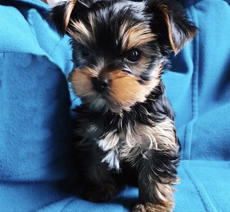 Yorkshire terrier 1300 lei