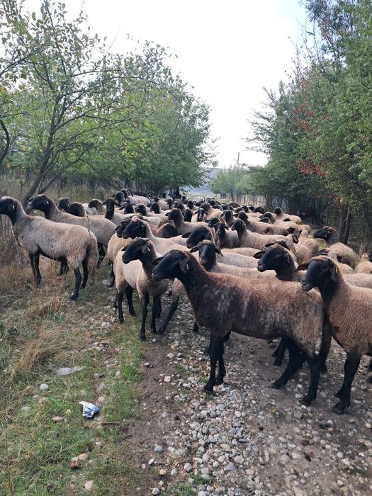 Oi carabase de prăsilă