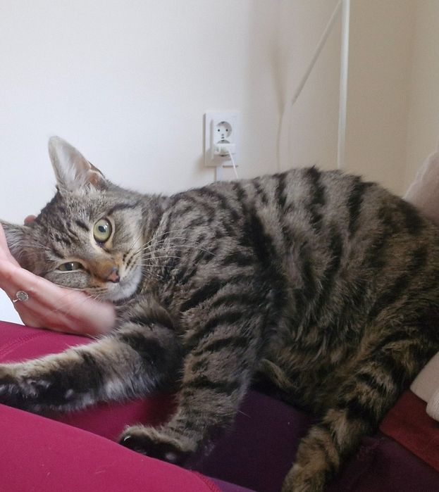 Мъжко котенце на около 5 месеца