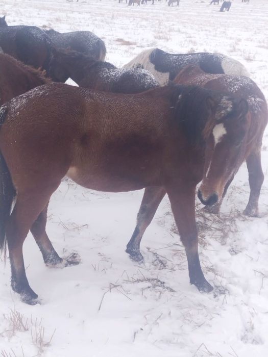 Лошади для развода