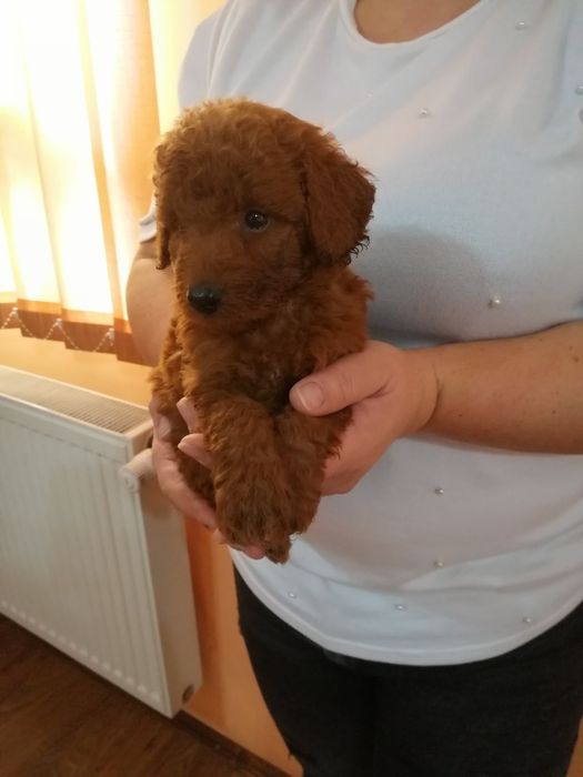 Catelus Pudel /Poodel/Caniche red toy