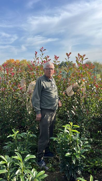Vând photinia Red Robin