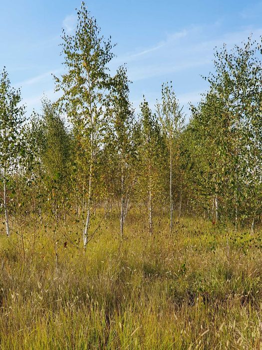 vand tei  si mesteacan alb diverse marimi