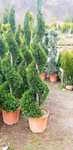Spirală buxus globular