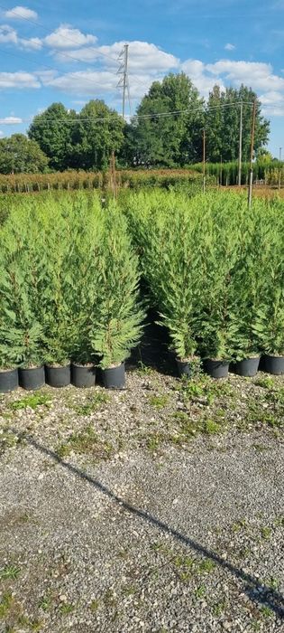 Leylandi chiparos altoit ideal pentru gard viu înălțime 80-230cm