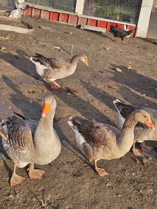 Продавам гъски  и патки