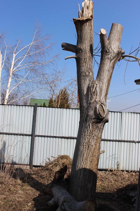 Древесина грецкого ореха на спил