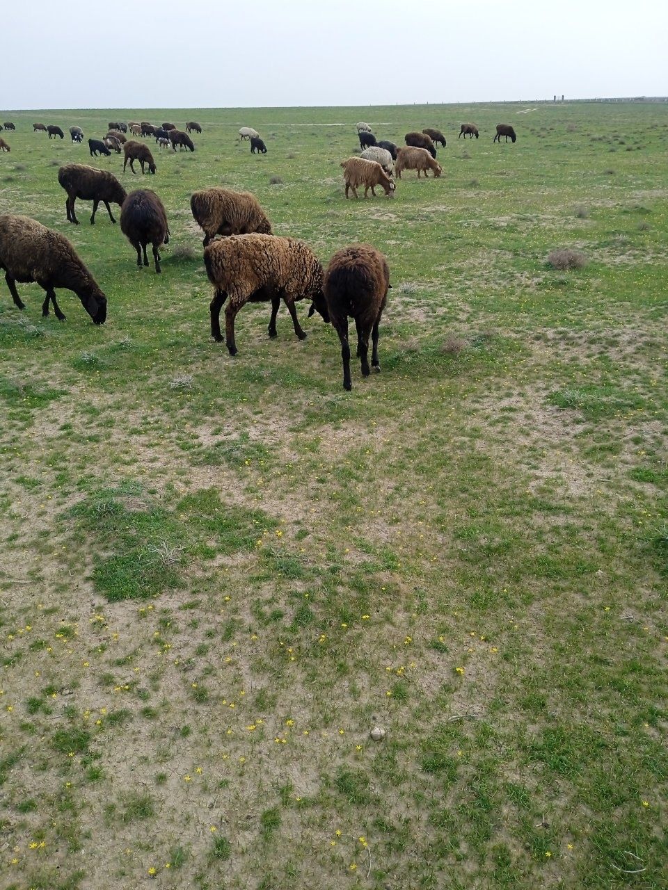 Quzili quylar sotiladi narxi 2 yarim dan kelishamiz soni 80 ta