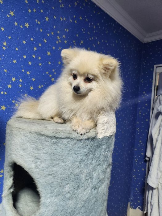 Продается щенок шпиц