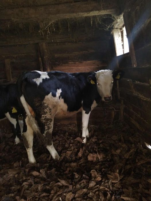 Vând un tăuraș și două vițele