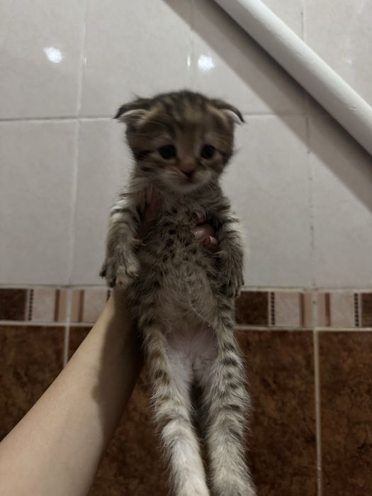 шотландские вислоухие