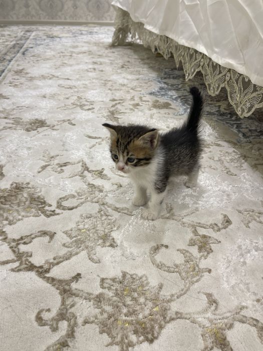 Скотиш страйт.      .