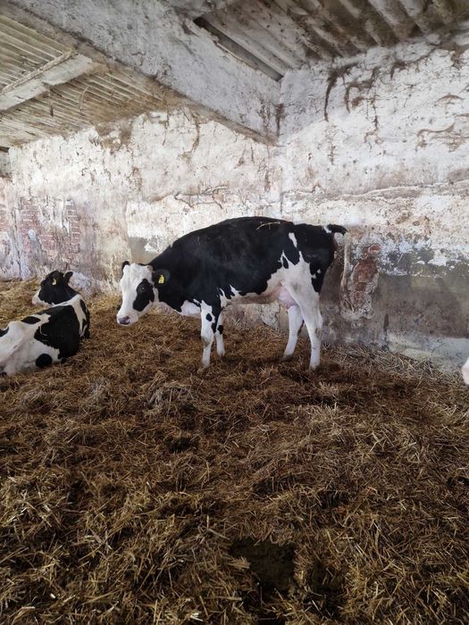 Holstein, cu gestatie avansata- 43cap  si Vaci in lactatie- 9 capete