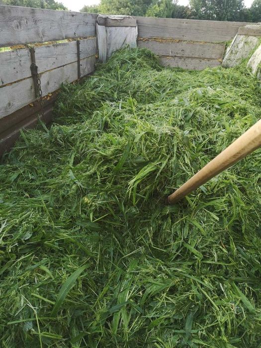 Samanta sorg x iarba de sudan, 2-3coase anuale, 25kg