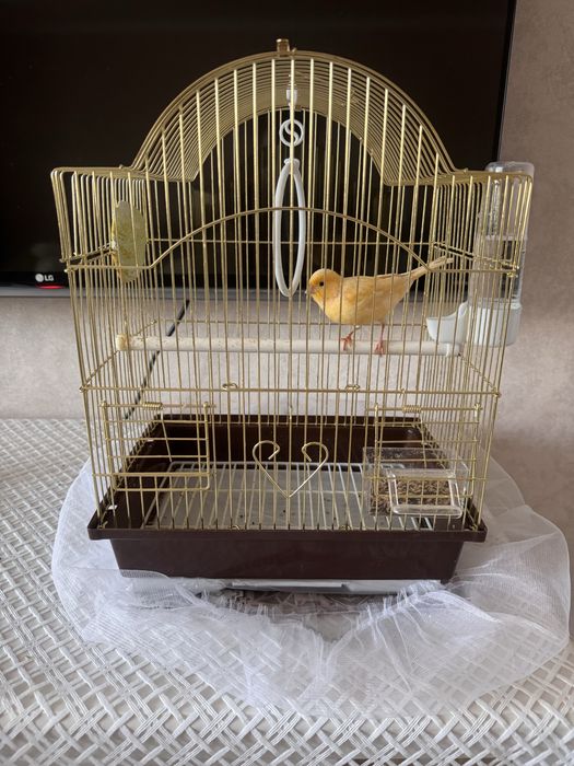 Продадим канарейку со всеми аксессуарами 30К