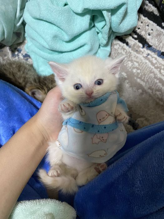 mushuk bolasi turetskiy angora