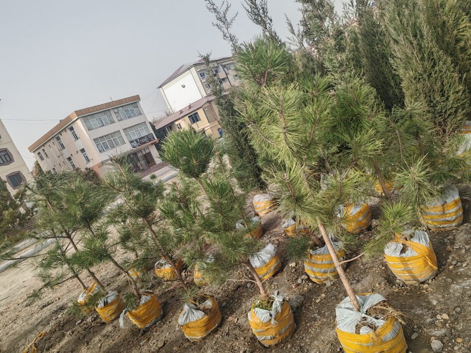 Сасна кучатлари ва турли хилдаги манзарали кучатлар сотувда.