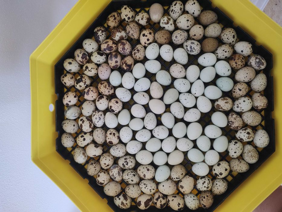 Oua de prepelite pentru incubat sau pentru consum