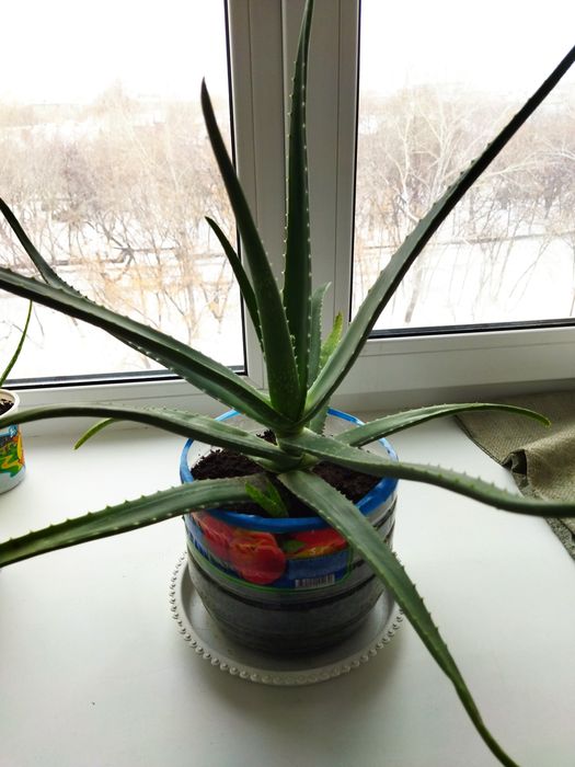 Продам аллоэ  Вера